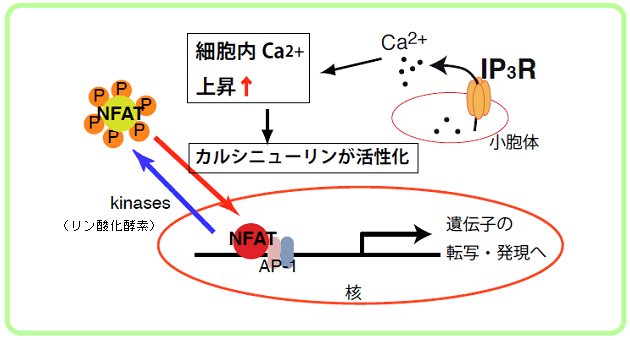 骨を吸収する細胞である破骨細胞の新しい分化機構を発見