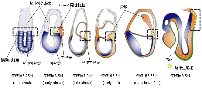 図1