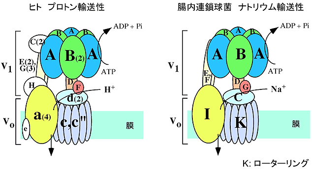 図1