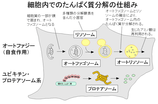 図1　細胞内でのたんぱく質分解の仕組み