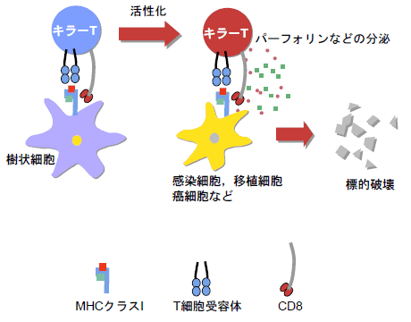 T 細胞 キラー キラーT細胞、NK細胞、K細胞、LAK細胞による細胞の破壊
