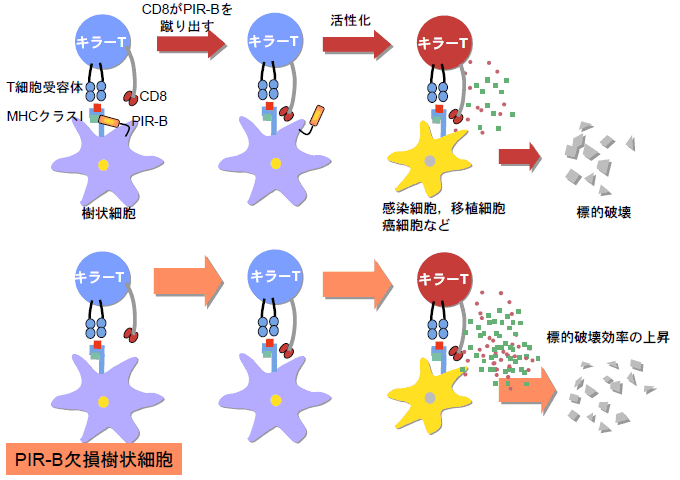 キラーt細胞 抗原