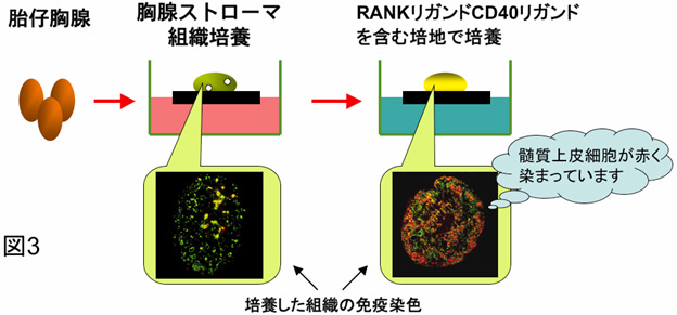 図3