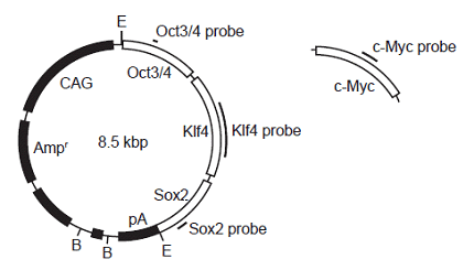 図1