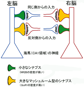 図３　左脳と右脳で、神経のつながり方によって、シナプスの大きさやグルタミン酸受容体の密度が異なっていました。