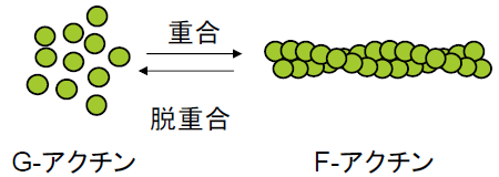 図1