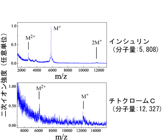 新しい生体用二次イオン質量分析法を開発
（たんぱく質分子イオンを解離させずに検出に成功）