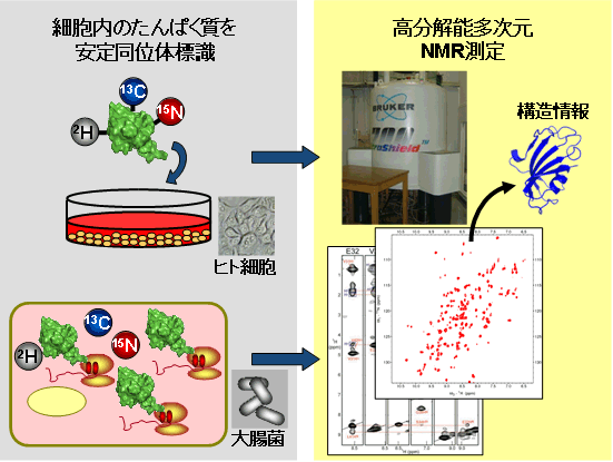 生きた細胞内のたんぱく質の構造と働きの観察に成功 細胞内たんぱく質の立体構造決定とヒト細胞でのたんぱく質観察の方法を開発