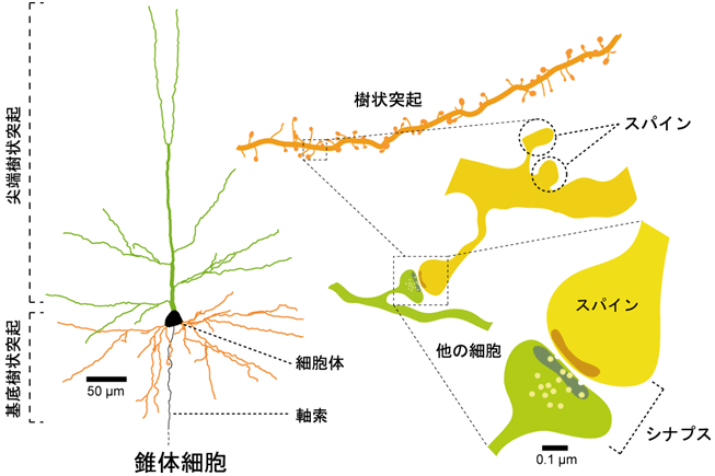 図1