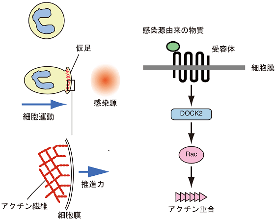 図1