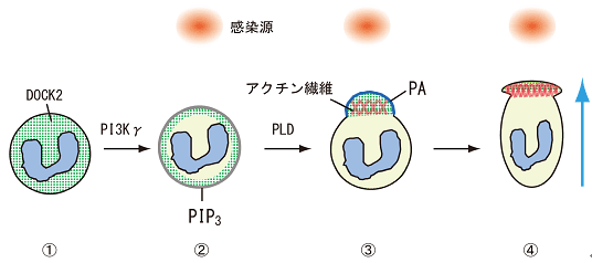 図5