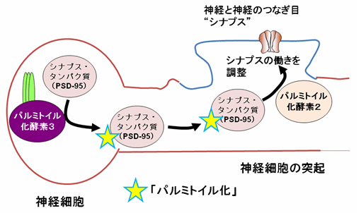 パルミトイル化