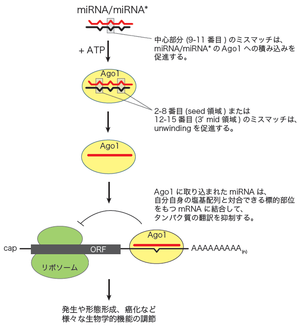 図1