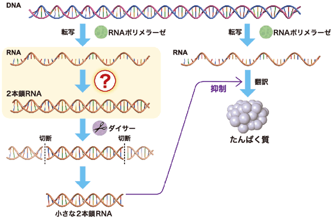 RNA干渉に必須の２本鎖RNAの合成酵素をヒトで初めて発見