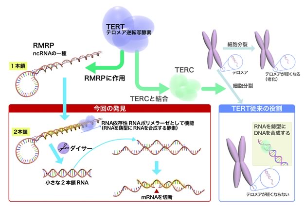 干渉 ウィルス ＰＣＲ検査はインフルエンザを含む風邪などの八種類のウイルスを検出してしまうという話、各国の新型コロナウイルス死亡統計も全部、インチキの可能性が｜坂崎文明｜note