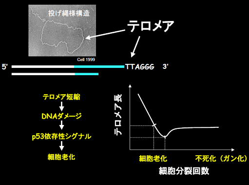 図１　テロメアの短縮と細胞老化