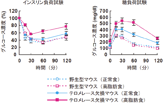 図２　テロメレース欠損マウスのインスリン抵抗性