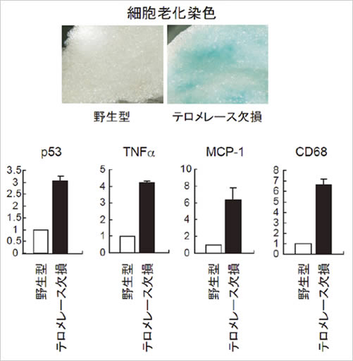 図３　テロメレース欠損マウスにおける脂肪の老化