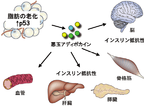 図４　脂肪の老化とインスリン抵抗性