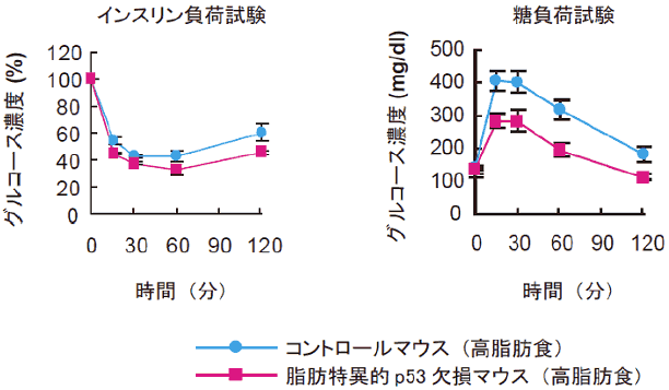 図５　脂肪組織特異的なp53の欠失