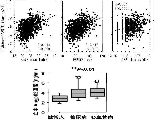 図１　血液中のAngptl2濃度