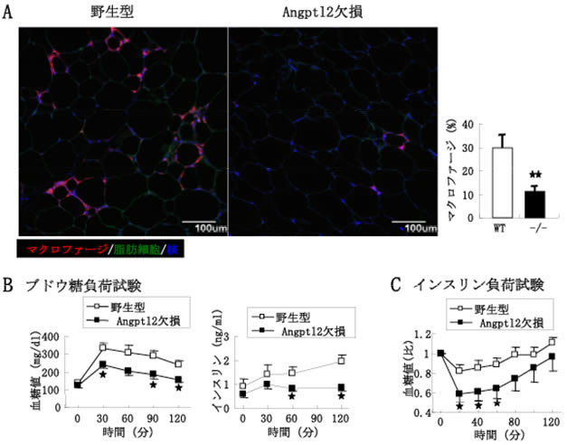 図４　Angptl2たんぱく質を作るAngptl2遺伝子を欠失させたマウスの解析