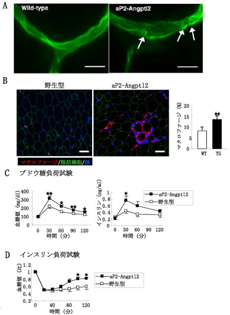 図５　脂肪組織にAngptl2を過剰発現させたマウス（aP2-Angptl2マウス）の解析