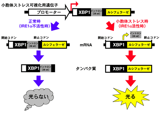 図１