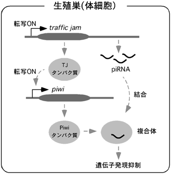 図:生殖巣(体細胞)