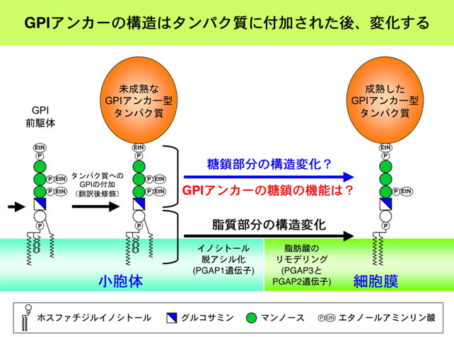 図３