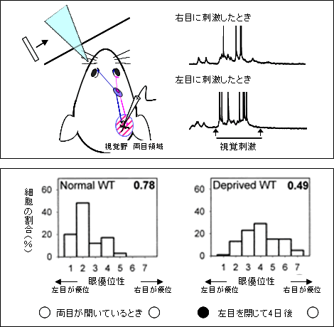 図１