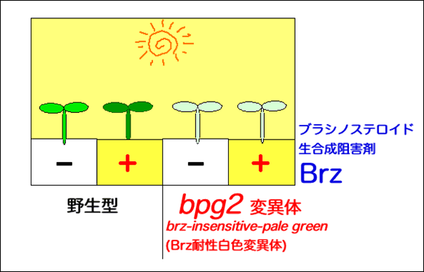 図１