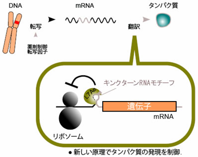 図１