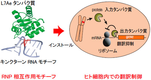 図２