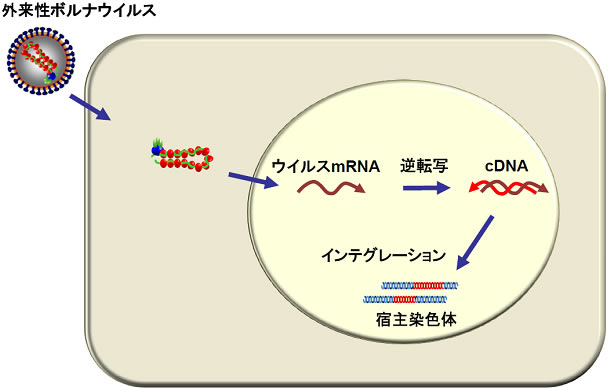 ウイルスの基礎知識動画3本（その１、ウイルス増殖、その２、ヒトのウイルスに対する免疫、その３、ウイルスＲＮＡ検出法）（2月24日作成）