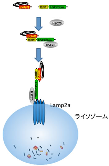 図１