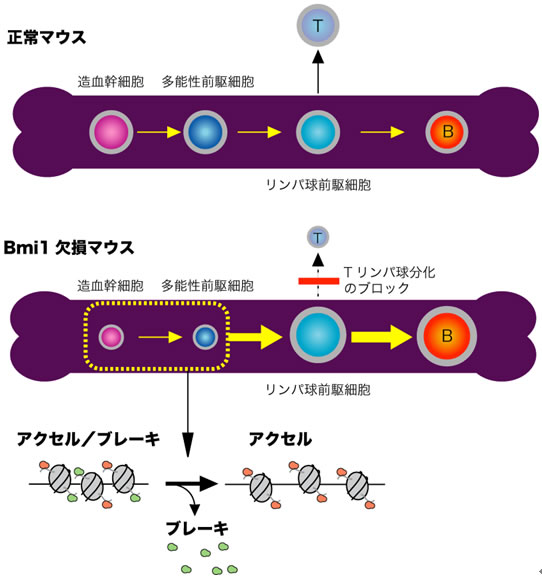 図２