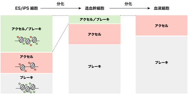 図４