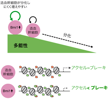 図５