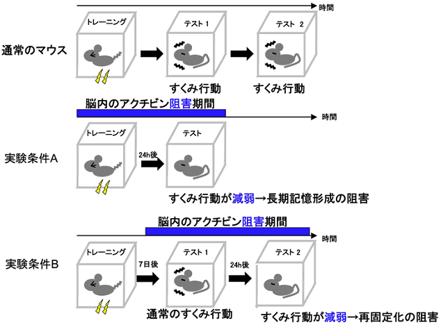 図１