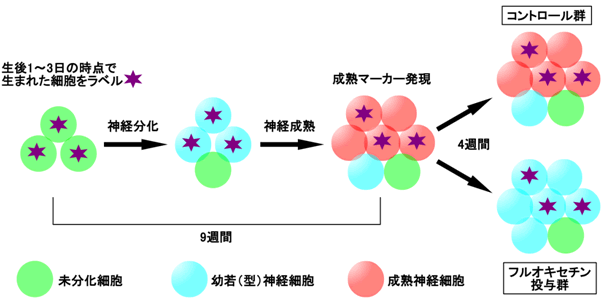 図４