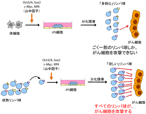 図２