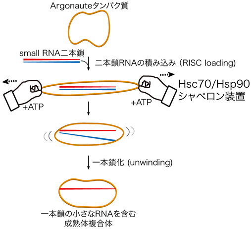 図１