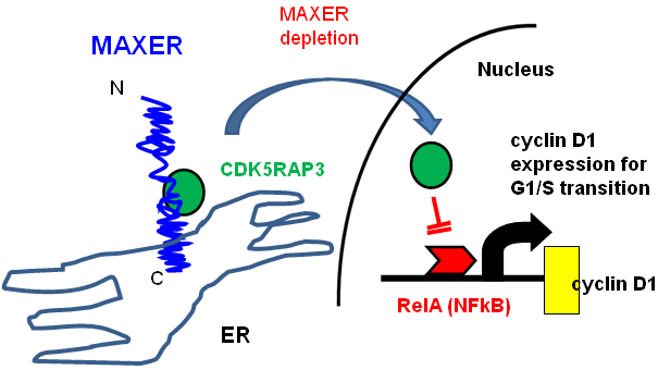 図５