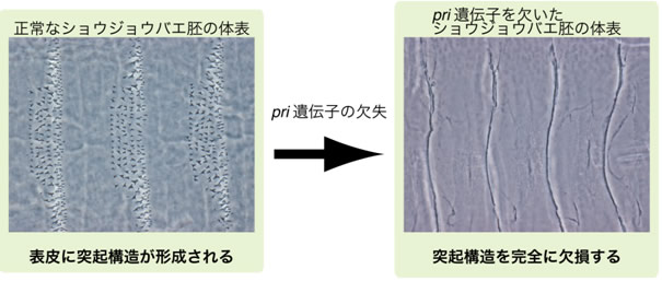 図１