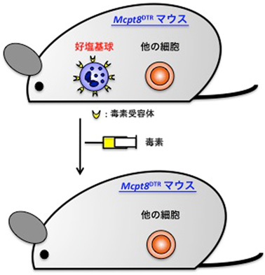 図４