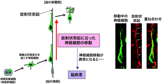 図２