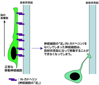 図３