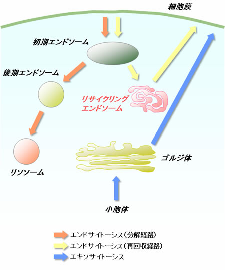 図１