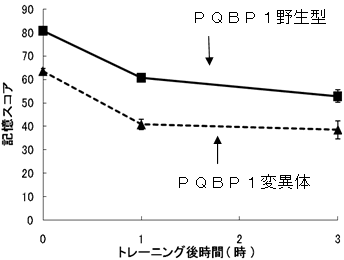 ポリグルタミン病の認知障害の分子メカニズムを解明 認知症の治療開発に期待